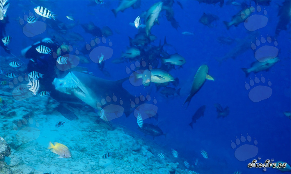 Bullenhai beißt in Fischköder