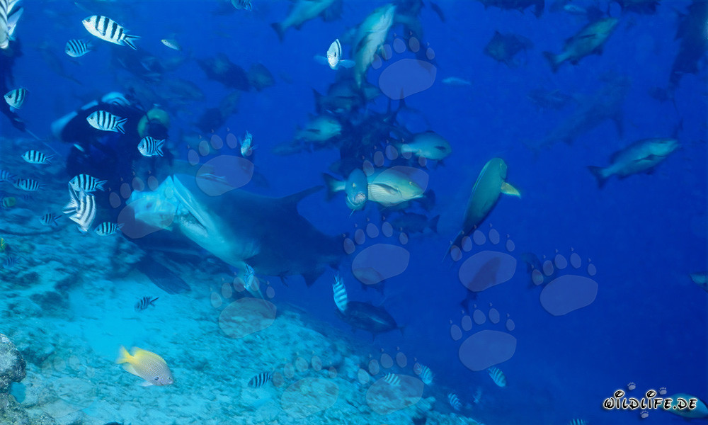 Requin taureau mord dans un appât pour poisson