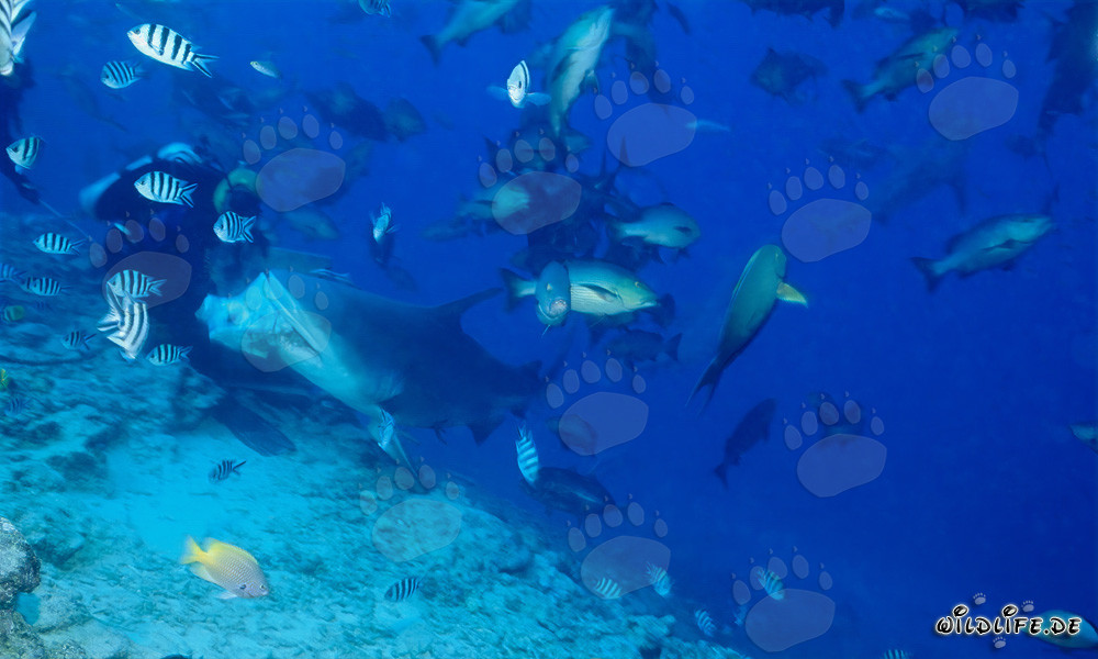 Tiburón toro muerde en cebo de pescado