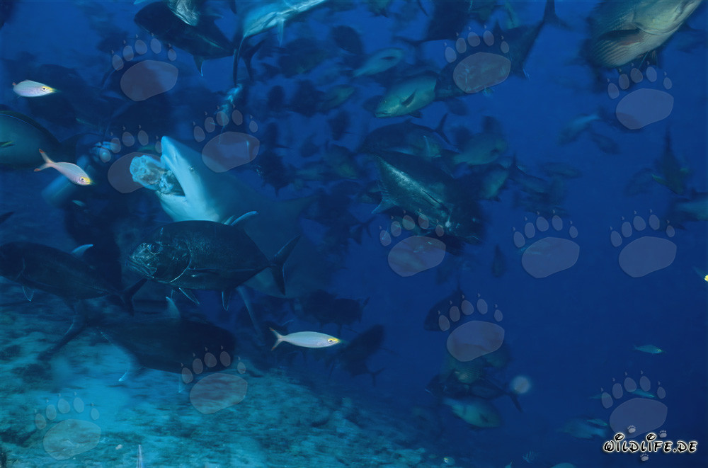 Bull shark with fish bait