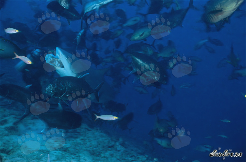 Tiburón toro con cebo de pescado
