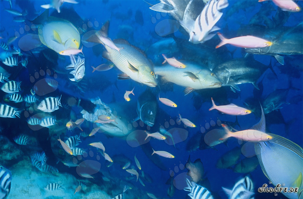 Bullenhai und Rifffische