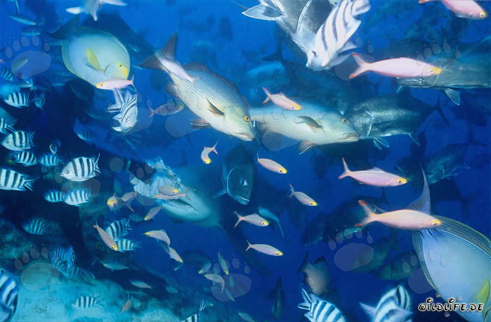 Requin taureau et poissons de récif