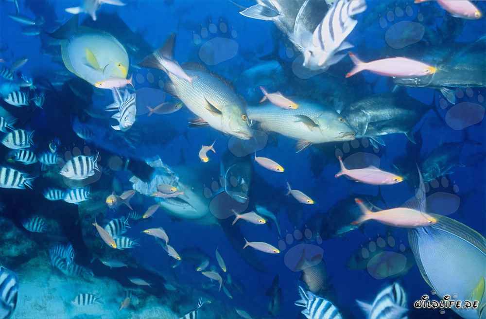 Tiburón toro y peces de arrecife