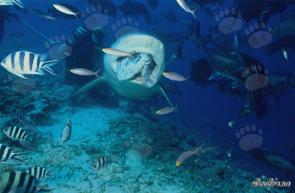Majestic Bull Shark Hunting with Fish Bait