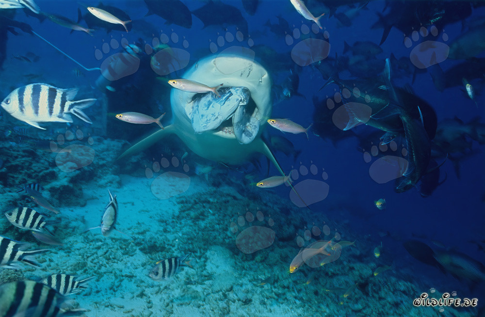 Requin taureau majestueux chassant avec un appât pour poisson