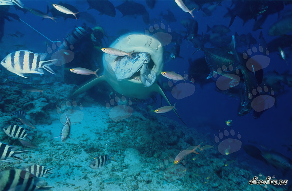Tiburón toro majestuoso cazando con cebo de pescado