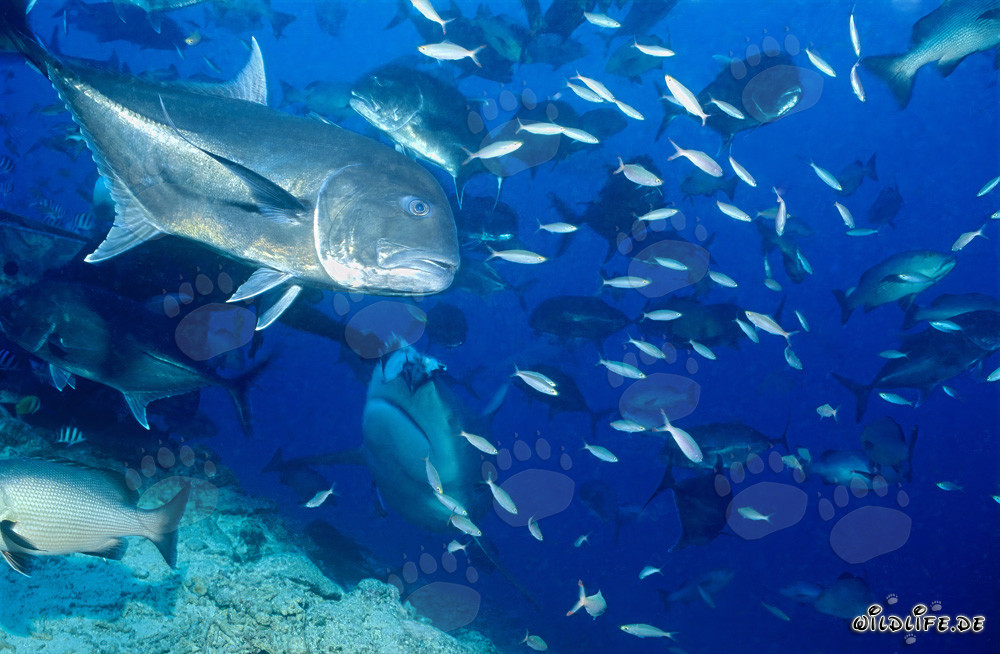 Bull Shark observes the majestic Giant Trevally