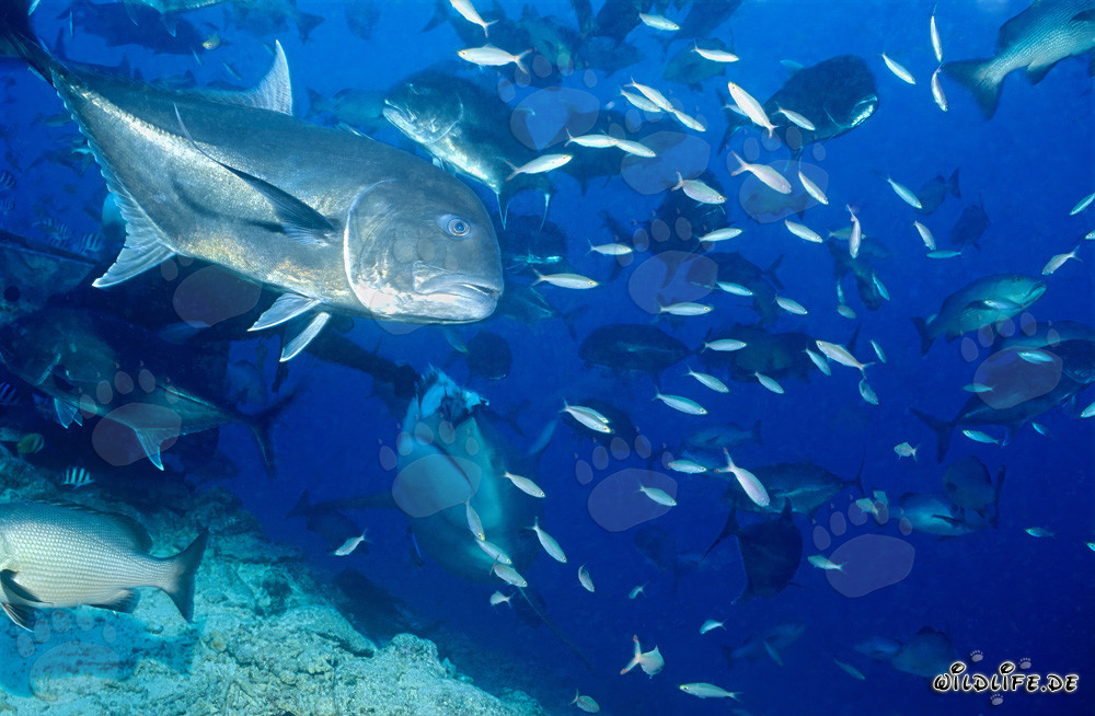 Squalo toro osserva la maestosa sgombro a testa grossa