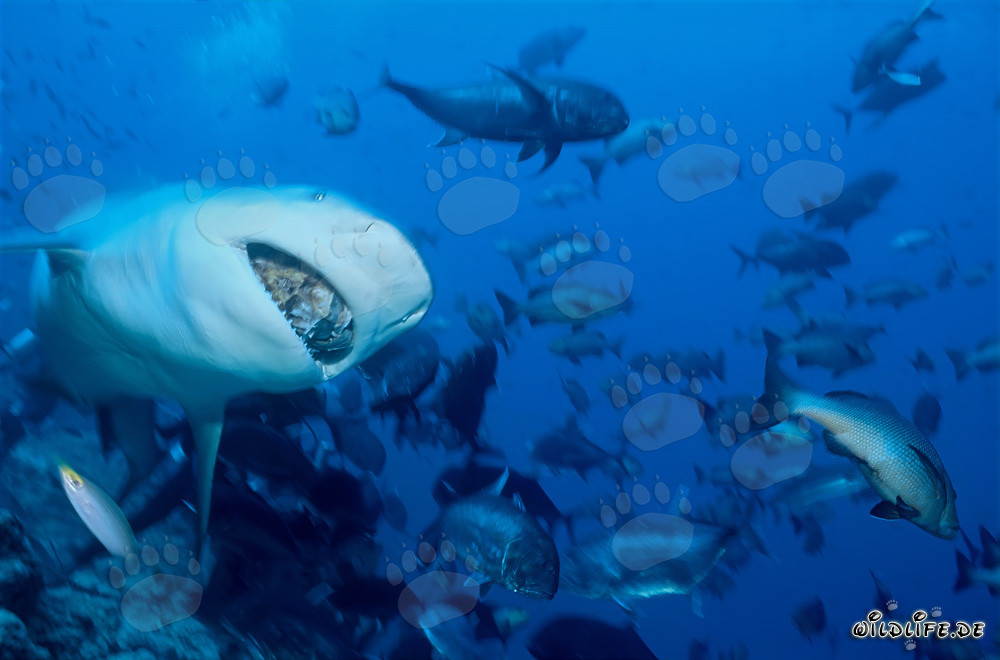 Imposanter Bullenhai mit Fischköder in der Beqa Lagune, Fiji