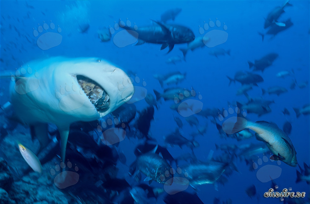 Impressionnant requin taureau avec appât de poisson dans le lagon de Beqa, Fidji