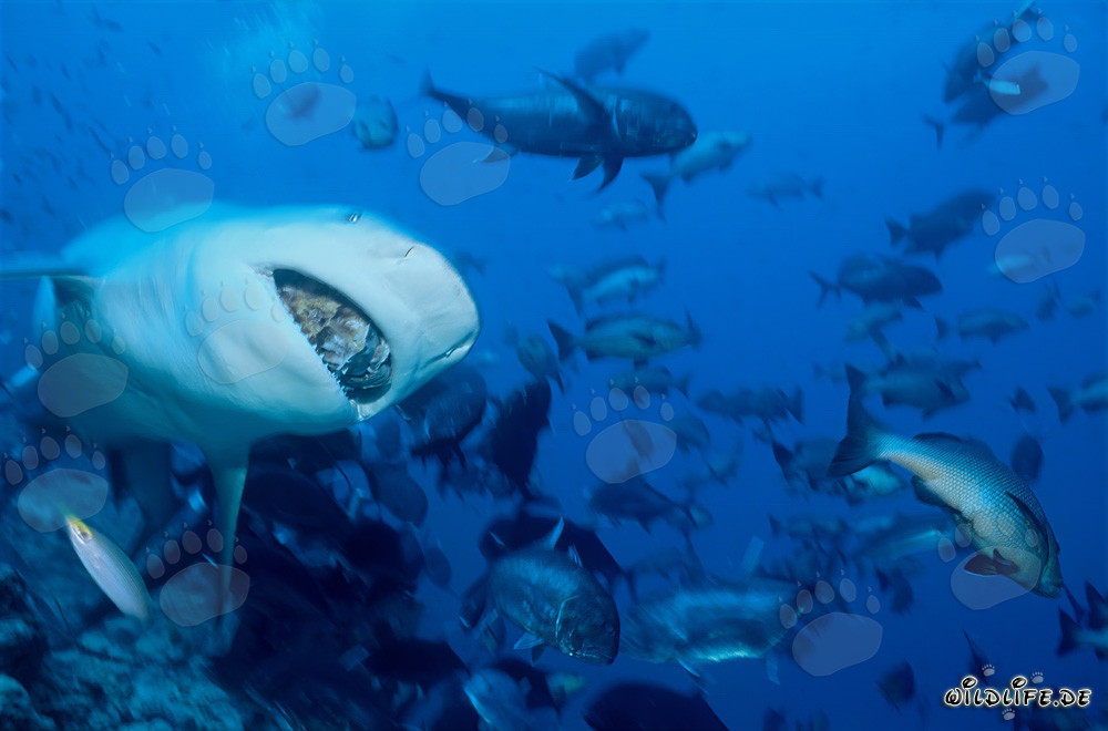 Imponente squalo toro con esca di pesce nella laguna di Beqa, Figi
