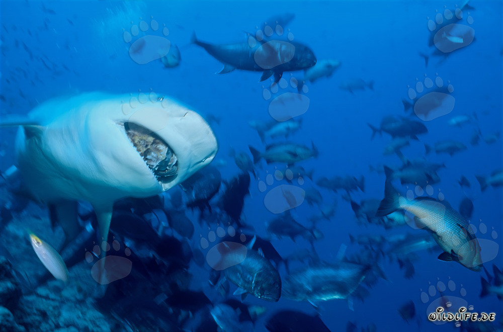 Impresionante tiburón toro con cebo de pescado en la laguna de Beqa, Fiji