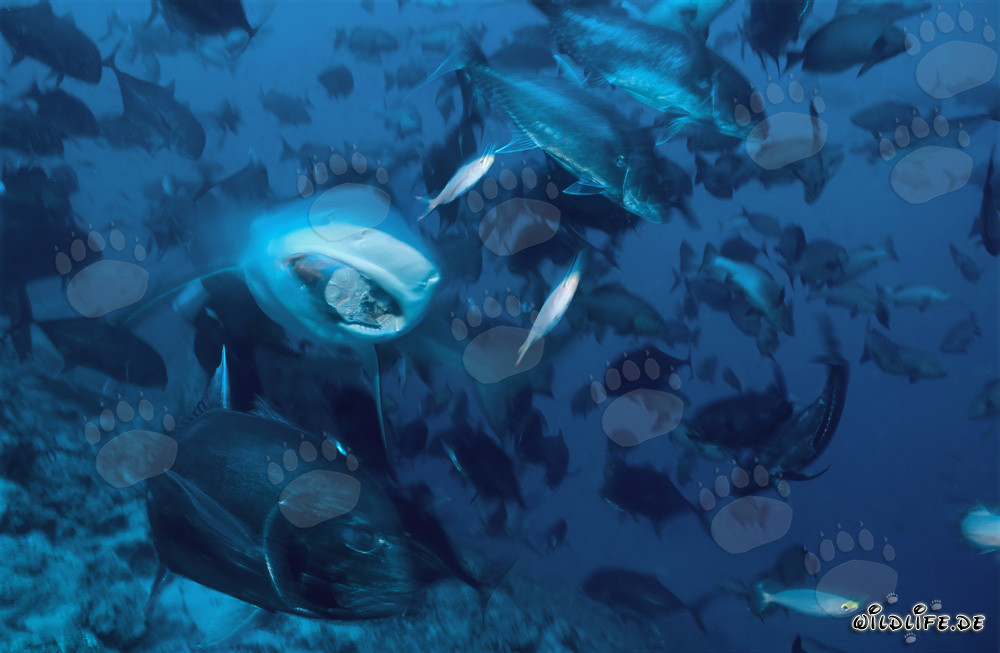 Squalo toro con esca per pesci nel lago di Beqa a Vitu Levu, Figi