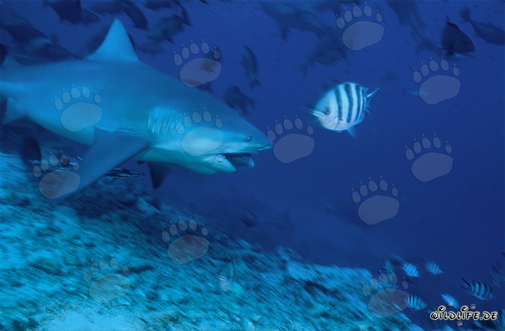 Fascinating bull shark on a hunting dive with fish bait