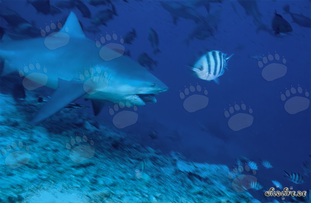 Requin taureau fascinant lors d'une plongée de chasse avec appât