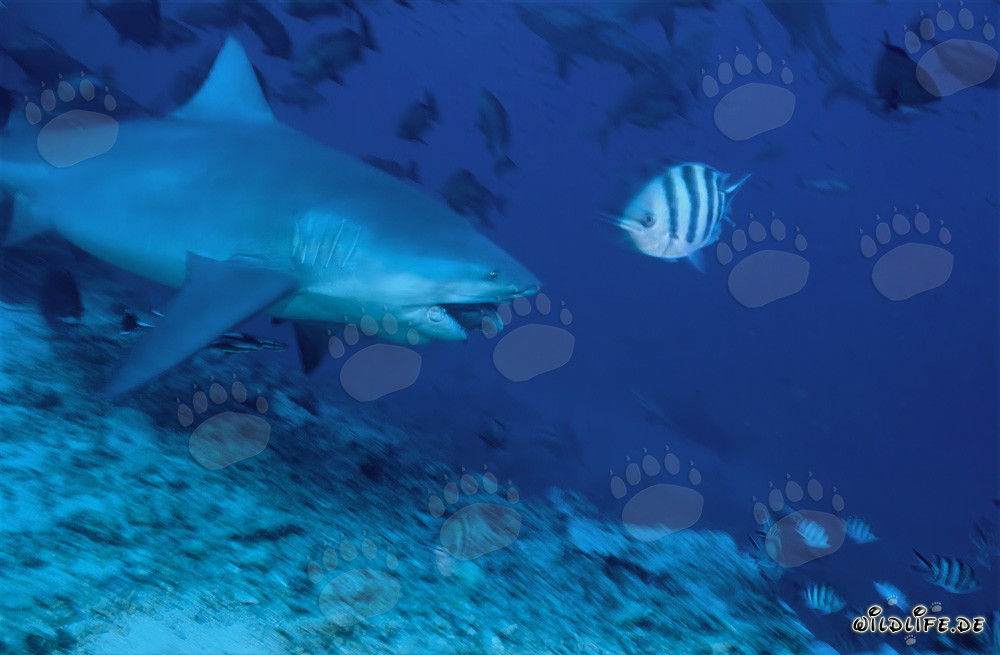 Affascinante squalo toro in immersione di caccia con esca