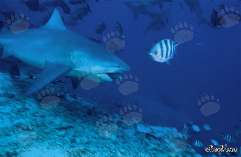 Fascinante tiburón toro en inmersión de caza con cebo de pescado