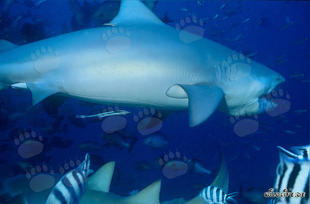 Majestic Bull Shark swimming impressively along the reef