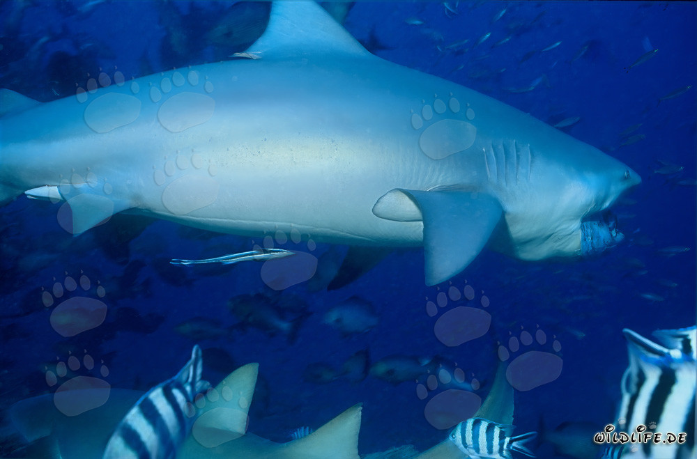Impressionnant requin taureau nage majestueusement le long du récif