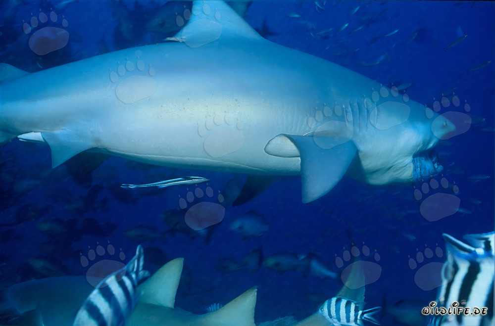 Impresionante tiburón toro nada majestuosamente a lo largo del arrecife