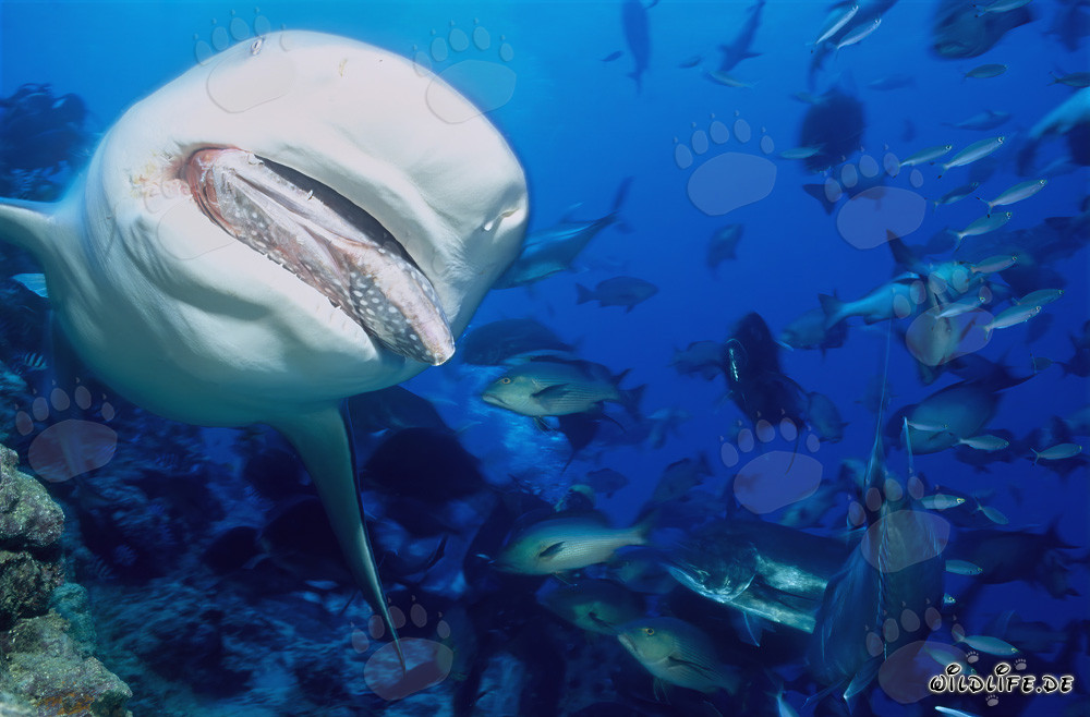 Bull shark hunting fish bait in Beqa Lagoon, Fiji