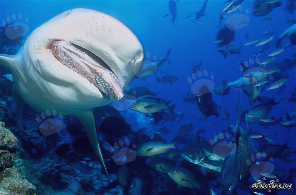 Requin-taupe chasse le leurre de poisson dans le lagon de Beqa, Fidji