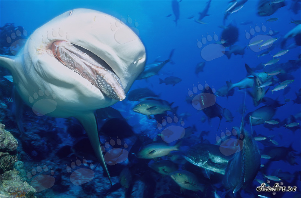 Squalo toro insegue esca di pesce nel lago di Beqa, Figi