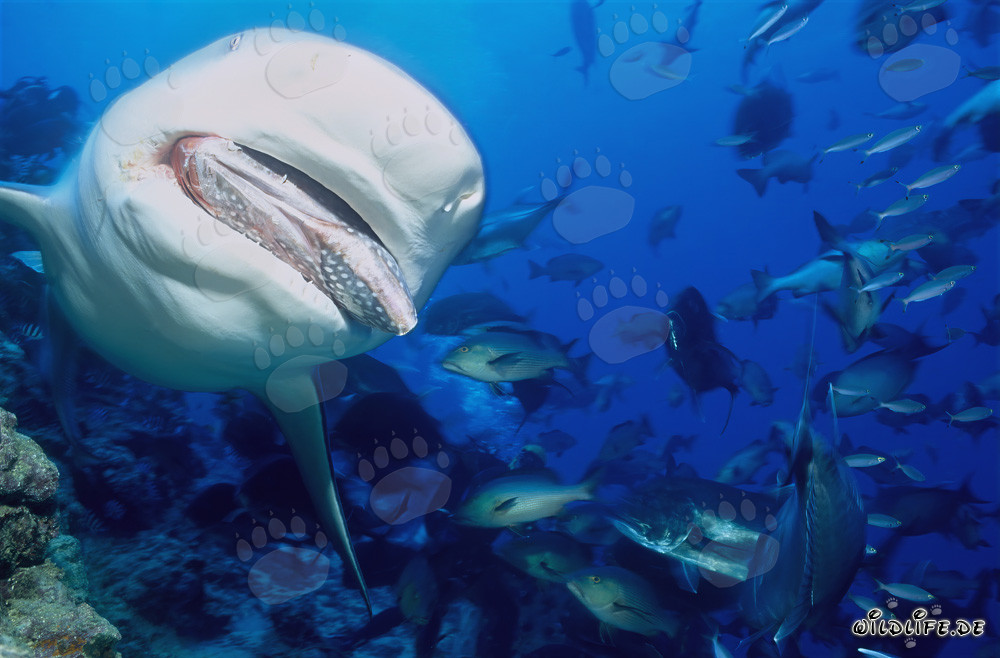 Tiburón toro persigue señuelo de pescado en el lago de Beqa, Fiji