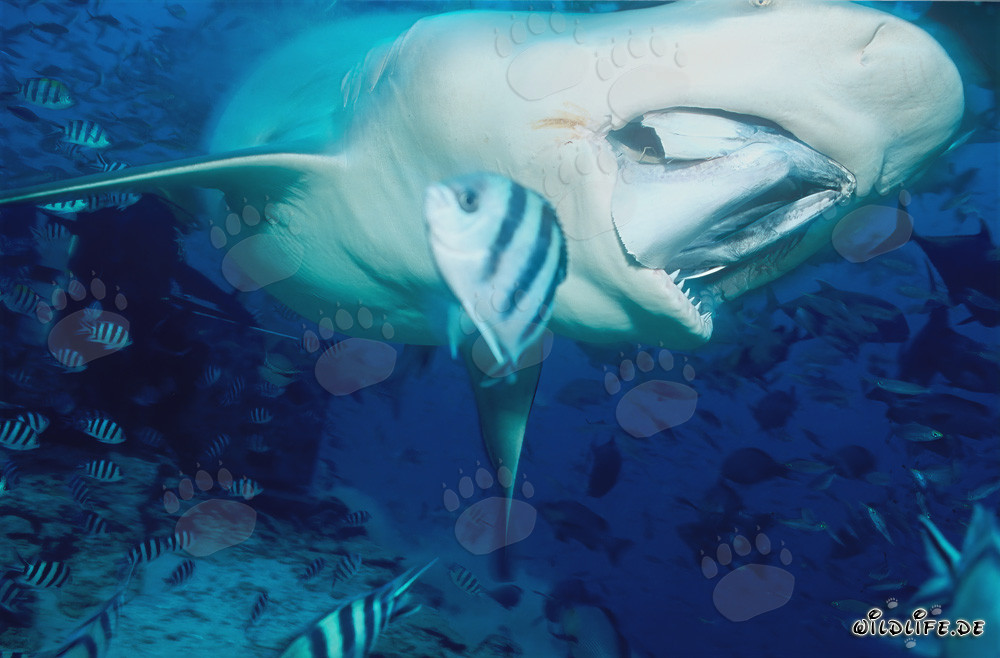 Fascinating bull shark attacking the fish bait