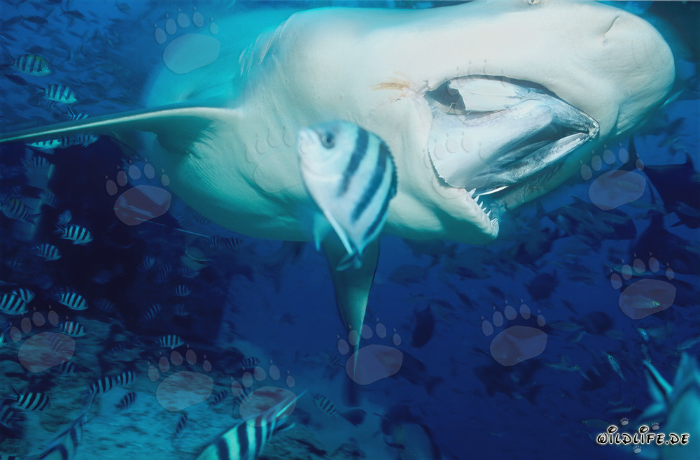 Requin taureau fascinant lors d'une attaque d'appât