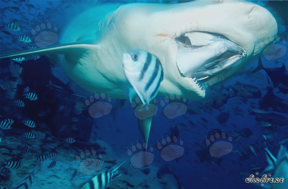 Fascinante tiburón toro durante el ataque al señuelo de pesca