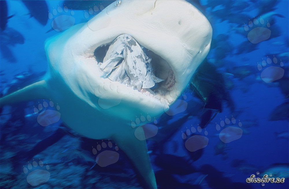 Bull shark with fish bait