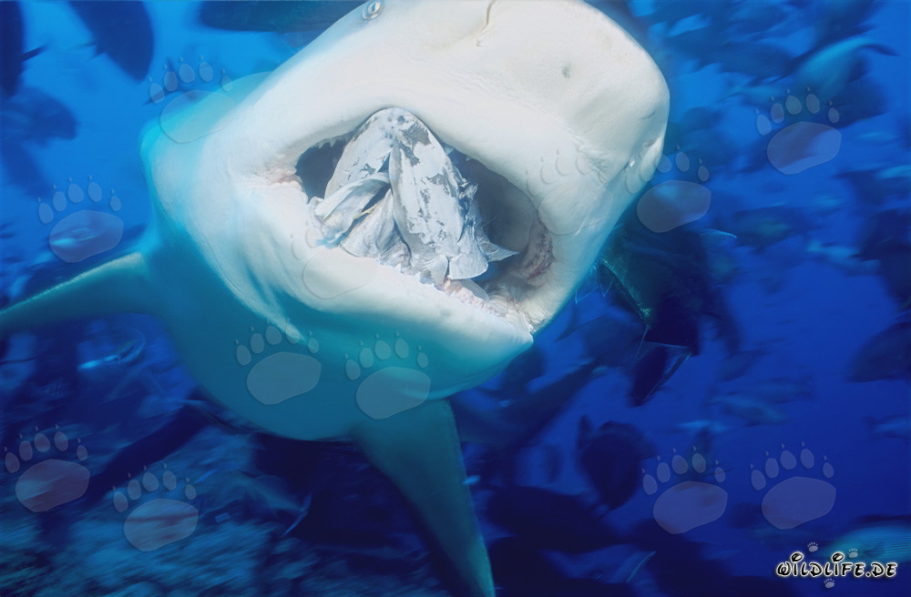Requin taureau avec appât pour poissons