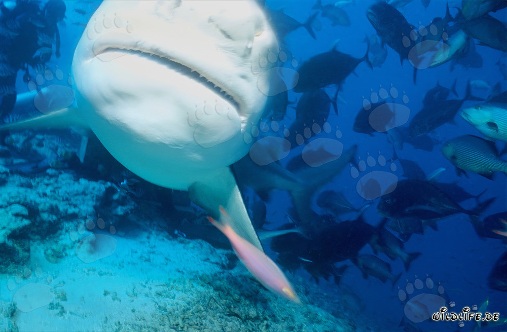 Requin taureau fascinant avec le ventre blanc marqué