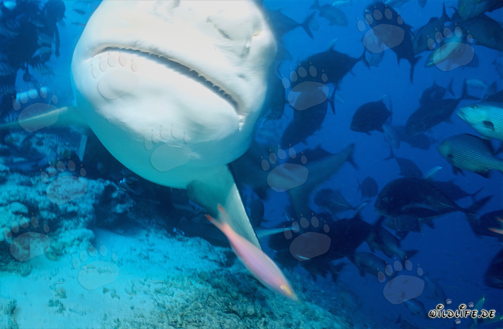 Affascinante squalo toro con ventre bianco marcato