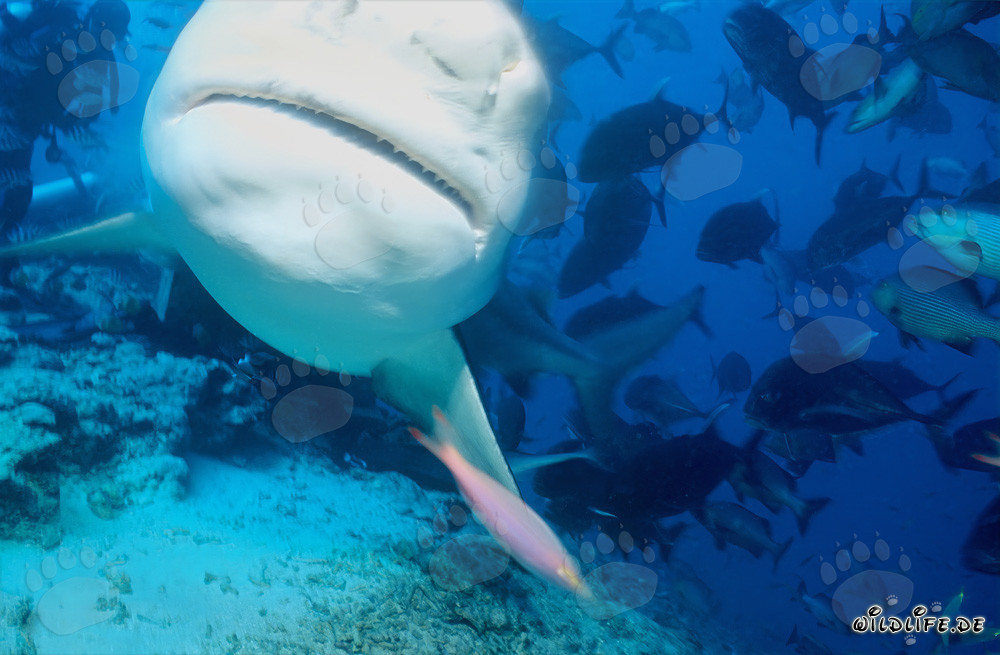 Fascinante tiburón toro con el vientre blanco distintivo