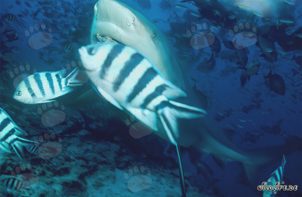 Bull Shark and Scissortail Sergeants underwater