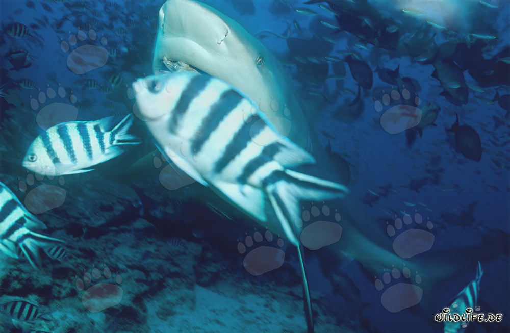 Requins bouledogues et sergents à queue de cisaille sous l'eau