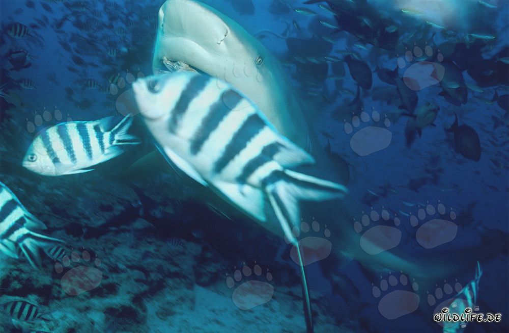 Squalo toro e sergenti a coda di forbice in acqua