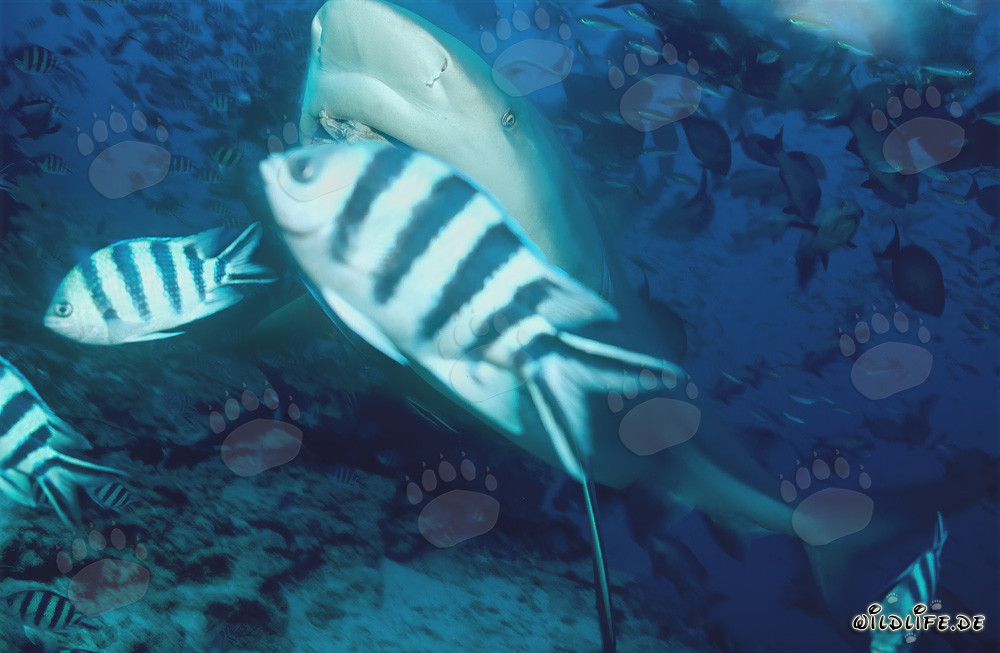 Tiburón toro y sargentos de cola de tijera bajo el agua
