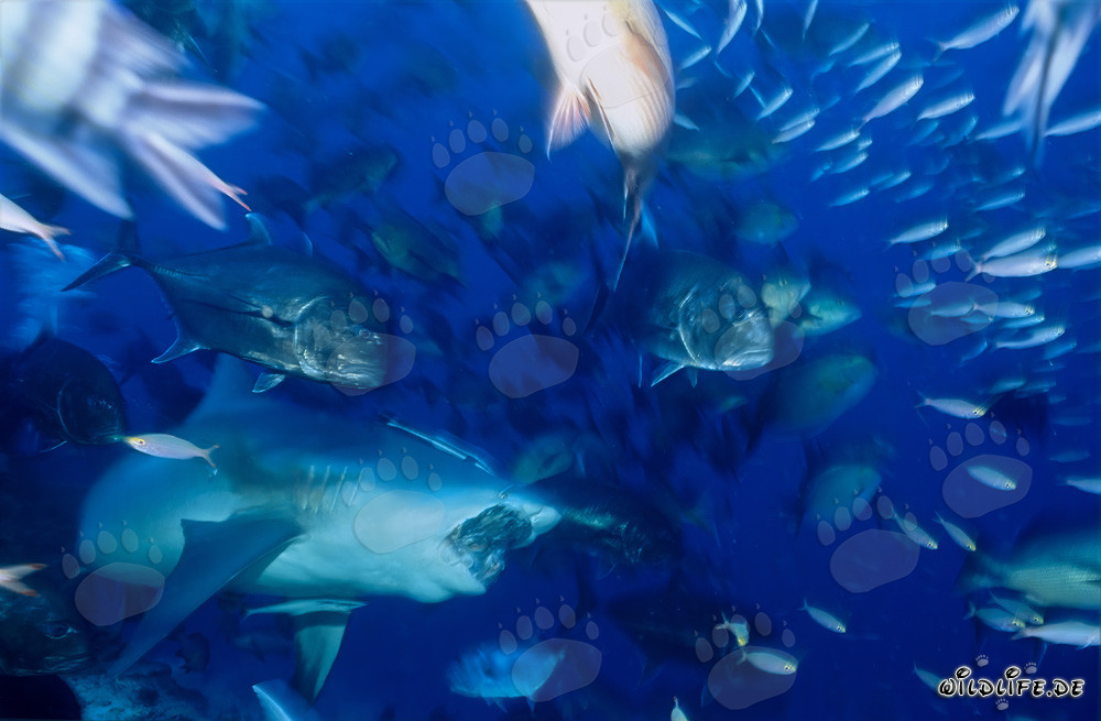 Bull Shark - Majesty of the Seas