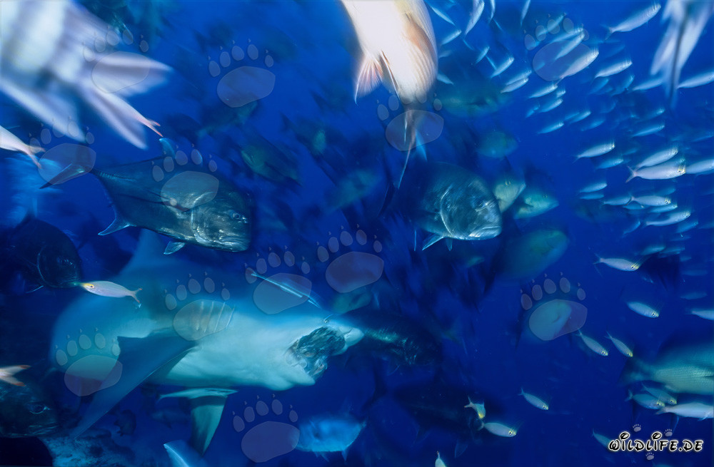 Requin taureau - Majesté des mers