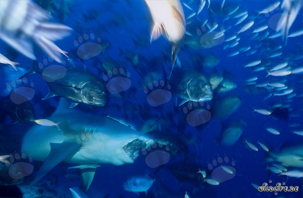Tiburón toro - Majestuosidad de los mares