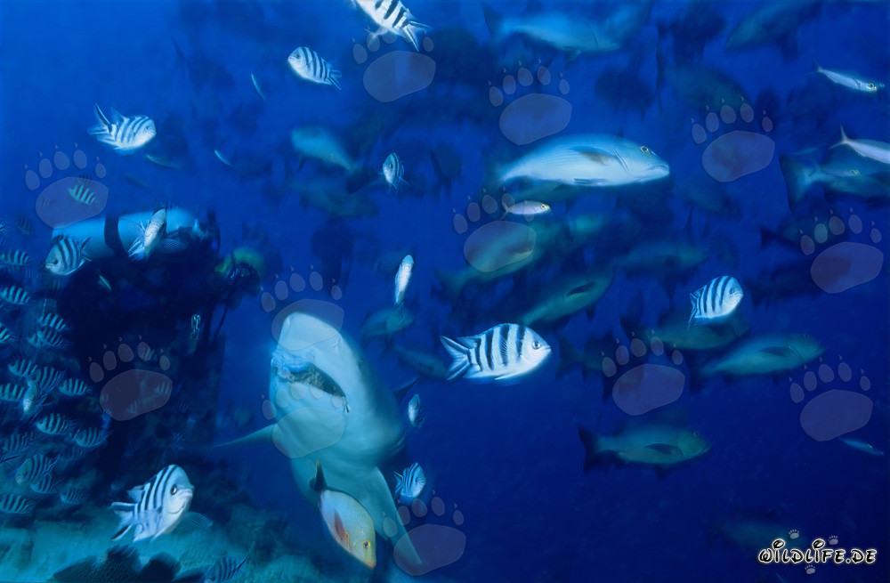 Bull Shark - Dangerous Giant of the Deep Sea