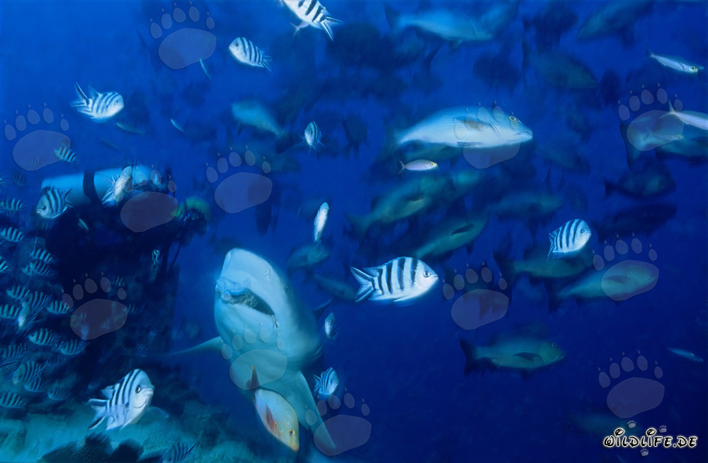 Requin taureau - Géant dangereux des profondeurs marines