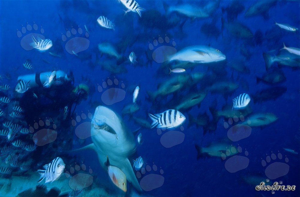 Squalo toro - Gigante pericoloso delle profondità marine