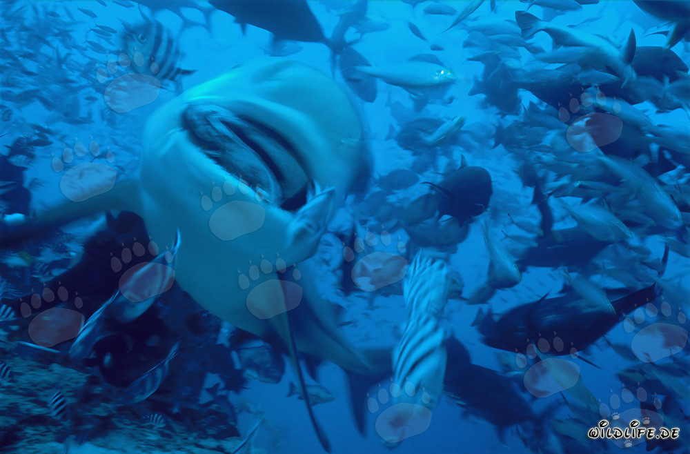 Bull shark with fish bait at Shark Beach, Walker´s Cay, Bahamas