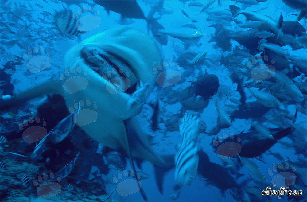 Bullenhai mit Fischkoeder an der Shark Beach von Walker´s Cay, Bahamas