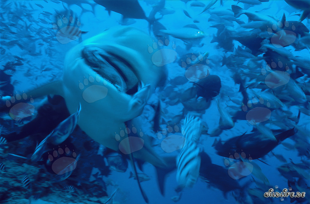 Requin bouledogue avec appât à la plage des requins de Walker´s Cay, Bahamas